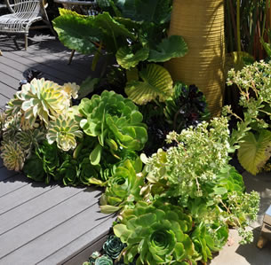 Small Space Deck Garden
